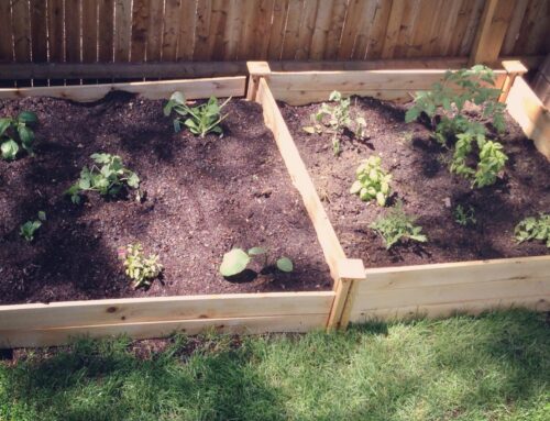 our little garden.