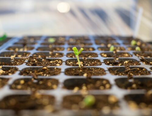 Simple Seed Starting (For This Newbie!)