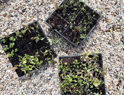The Seedlings Are Hardening Off (At Least What’s Left of Them!)