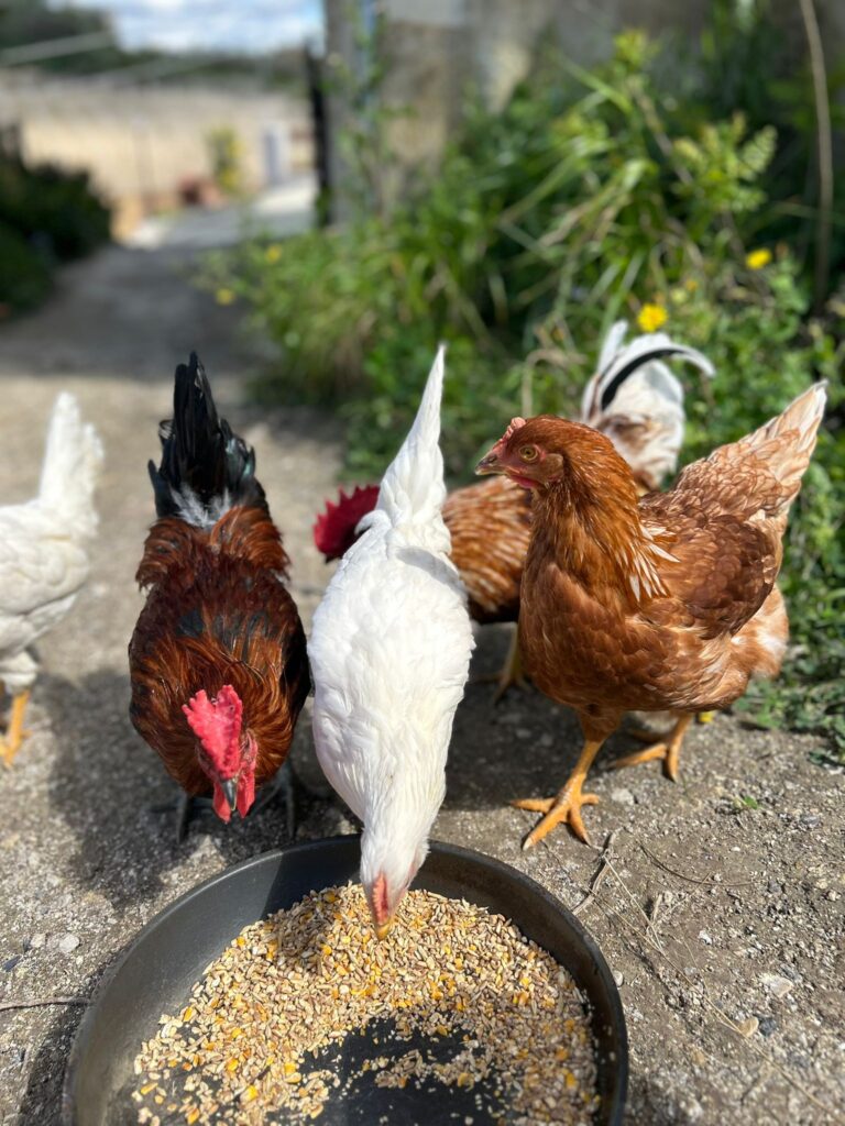 three chickens peck at feed in an iron pan