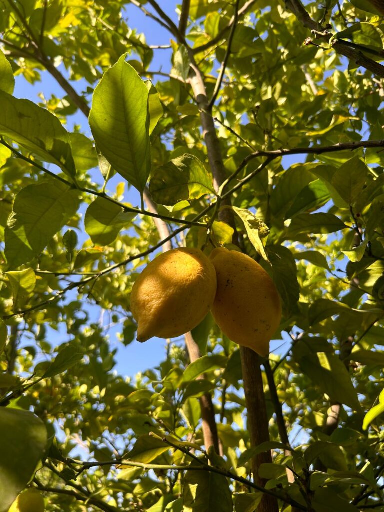 Two lemons on a tree against a blue sky