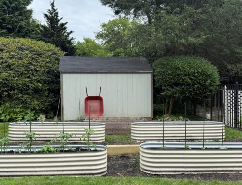 The Kitchen Garden: An Update