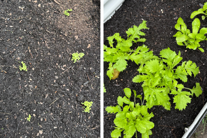 Split image showing young vegetable seedlings in dark soil - sparse small plants on the left, and fuller leafy greens growing on the right.