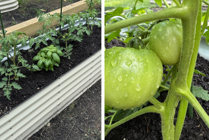 Split image of raised garden bed with young tomato plants and basil on the left and close-up of green tomatoes growing on the vine with water droplets on the right.