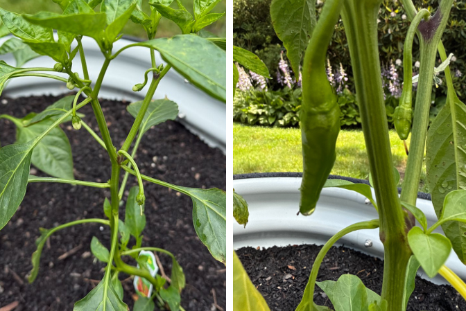 Split image of young pepper plants in raised beds on the left, and image on the right showing small developing Italian long hot peppers hanging from the stems.