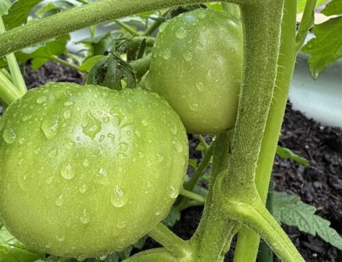 Things are Blooming!