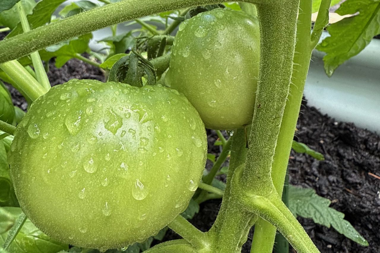 A young green tomato plant shows two tomatoes hanging on the vine with water droplets on their skin